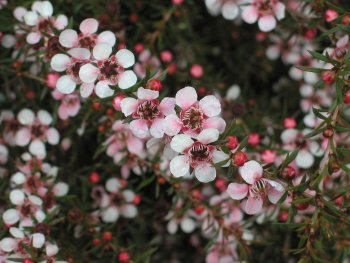 manuka-flower